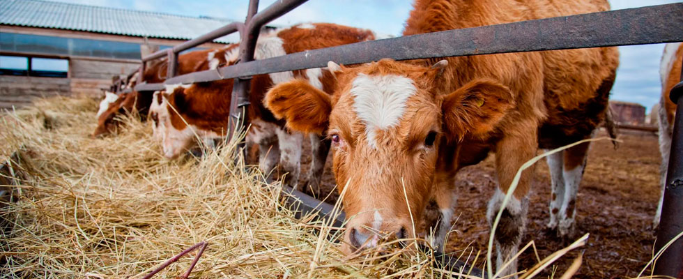 Programa para un agricultor principiante